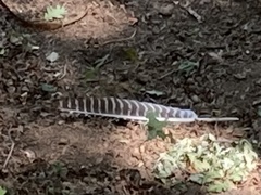 Meleagris gallopavo