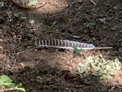 Meleagris gallopavo