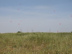 Libelloides ictericus