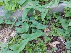 Persicaria arifolia