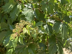 Parthenocissus quinquefolia