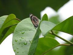 Callicore texa titania