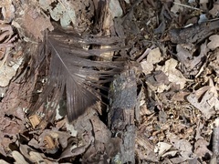 Meleagris gallopavo