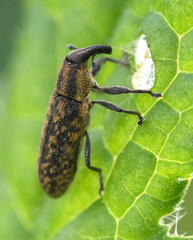 Lixus filiformis