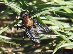 Clitellaria ephippium