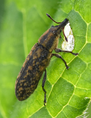 Lixus filiformis