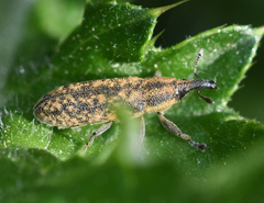 Lixus filiformis
