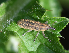 Lixus filiformis