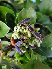 Stenomacra marginella