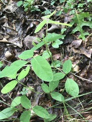 Desmodium nuttallii