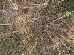 Brodiaea filifolia