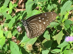 Euploea mulciber mulciber