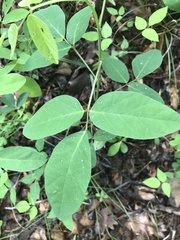 Desmodium nuttallii
