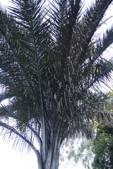 Raphia australis