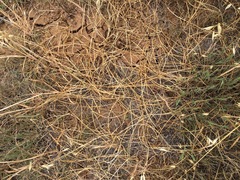Brodiaea filifolia