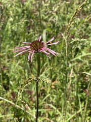 Echinacea simulata