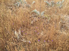 Brodiaea filifolia