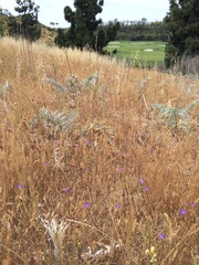 Brodiaea filifolia