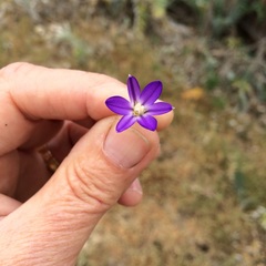 Brodiaea filifolia