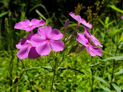 Phlox carolina