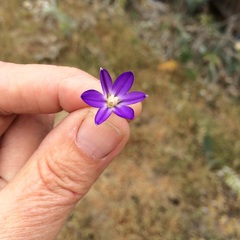Brodiaea filifolia