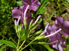 Phlox carolina