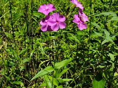 Phlox carolina