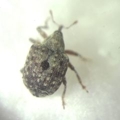 Cionus