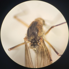 Aedes provocans