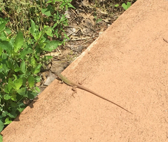 Aspidoscelis gularis