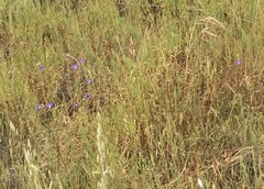 Brodiaea filifolia