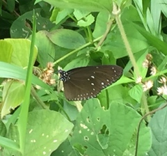 Euploea tulliolus ledereri