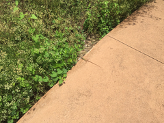 Aspidoscelis gularis