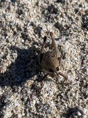 Monistria discrepans