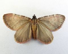 Stamnoctenis rubrosuffusa