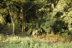 Encephalartos natalensis