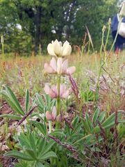 Lupinus gredensis