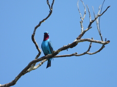 Cotinga cayana