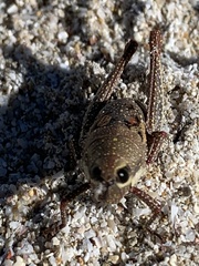 Monistria discrepans