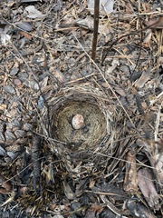 Pipilo erythrophthalmus