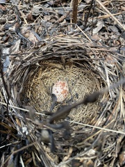 Pipilo erythrophthalmus