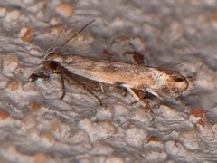 Battaristis concinnusella