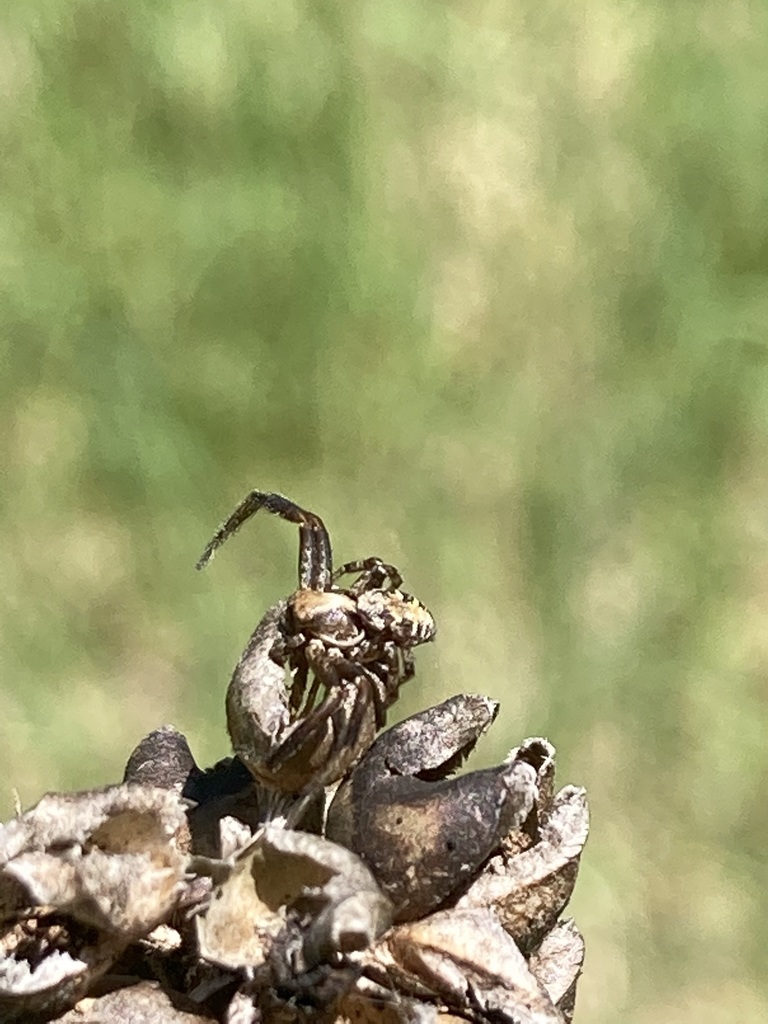 Ground Crab Spiders from Jodrell St NE, Wyoming, MN 55092, USA on May