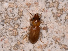Pogonodaptus mexicanus