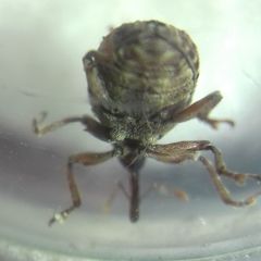 Cionus