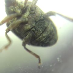 Cionus