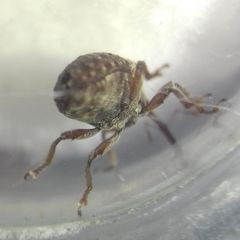 Cionus