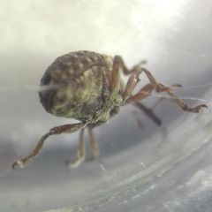 Cionus