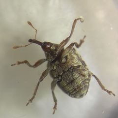 Cionus
