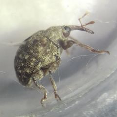 Cionus